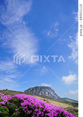 春 ツツジ 山 88003110