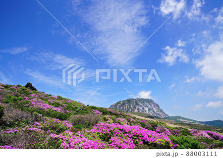 春 ツツジ 山 88003111