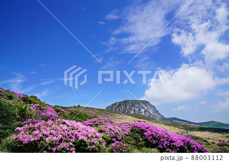 春 ツツジ 山 88003112