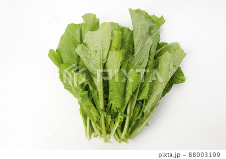 からし菜 88003199