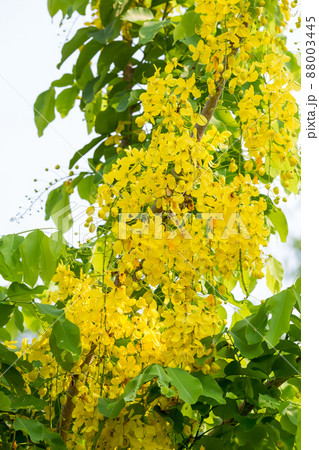 Ratchaphruek national flower of Thailand. Ratchaphruek Cassia Fistula flowers. Ratchaphruek national flower of Thailand. Ratchaphruek Cassia Fistula flowers. 88003445