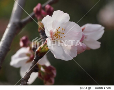 咲き始めた桜（陽射しを浴びたソメイヨシノの花） 88003786