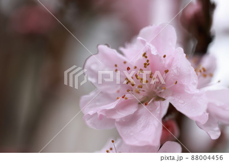 桃 0061 桃 0061 88004456