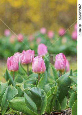 馬見丘陵公園　チューリップ フェアー 88004962