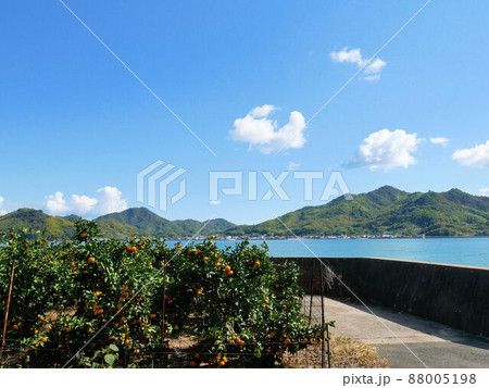 佐木島東部のミカン畑　（広島県三原市） 88005198