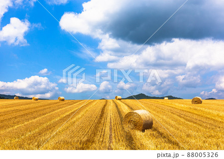 北海道の8月、美瑛の麦畑 北海道の8月、美瑛の麦畑 88005326
