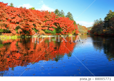 雲場池紅葉 雲場池紅葉 88005771