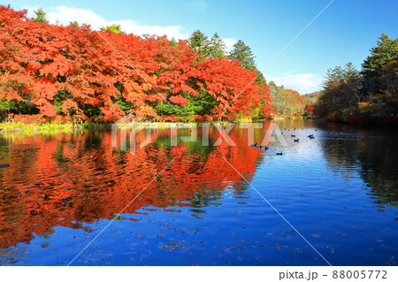 雲場池紅葉 雲場池紅葉 88005772