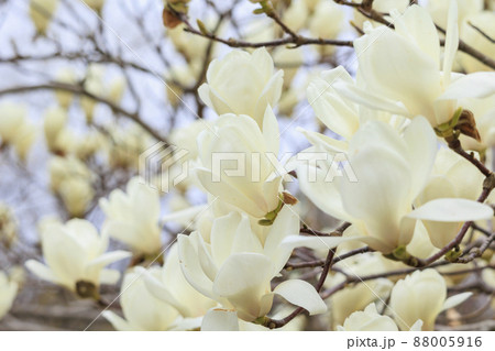 馬見丘陵公園　春の花々 88005916