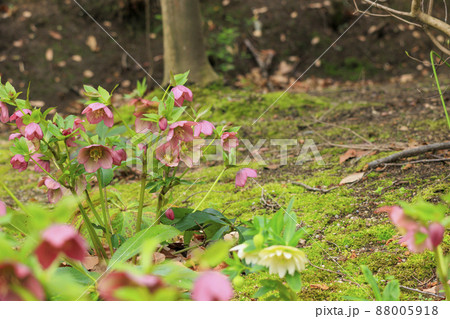 馬見丘陵公園　春の花々 88005918