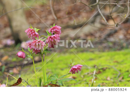 馬見丘陵公園 春の花々 馬見丘陵公園 春の花々 88005924