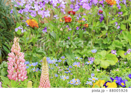 馬見丘陵公園 春の花々 馬見丘陵公園 春の花々 88005926