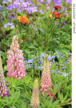 馬見丘陵公園 春の花々 馬見丘陵公園 春の花々 88005930