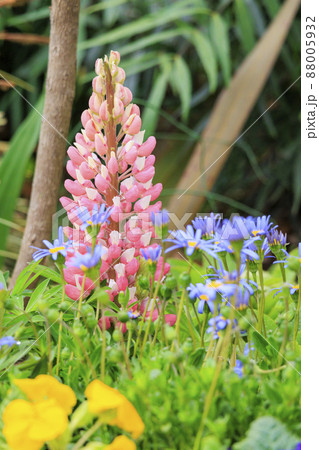 馬見丘陵公園　春の花々 88005932