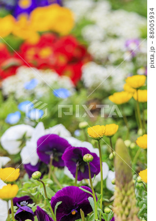 馬見丘陵公園 春の花々 馬見丘陵公園 春の花々 88005934