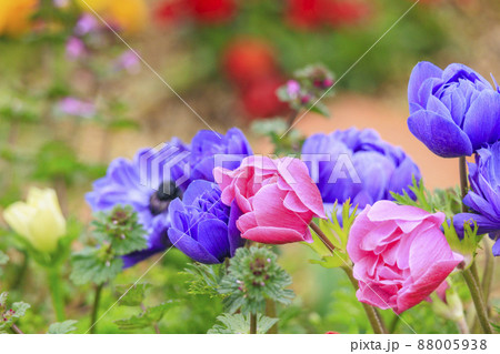 馬見丘陵公園 春の花々 馬見丘陵公園 春の花々 88005938