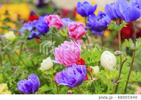 馬見丘陵公園 春の花々 馬見丘陵公園 春の花々 88005940