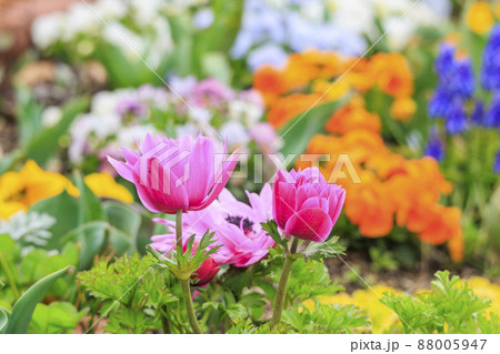 馬見丘陵公園 春の花々 馬見丘陵公園 春の花々 88005947