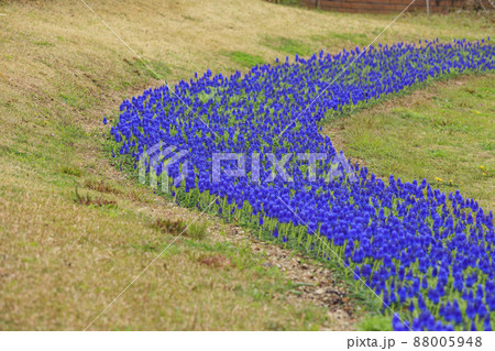 馬見丘陵公園 春の花々 馬見丘陵公園 春の花々 88005948
