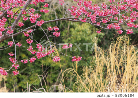 馬見丘陵公園　春の桜 88006184