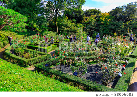 東京　北区　バラが咲き誇る旧古河庭園 88006683