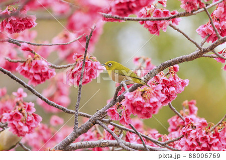 馬見丘陵公園　かんひさくらとメジロ 88006769