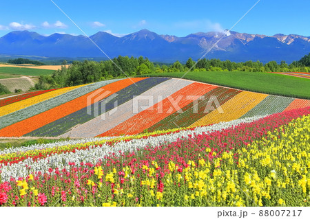 【北海道】晴天下の美瑛四季彩の丘 【北海道】晴天下の美瑛四季彩の丘 88007217