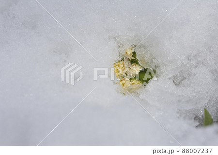 春の雪解け時、雪の下から顔を覗かせたふきのとう 88007237