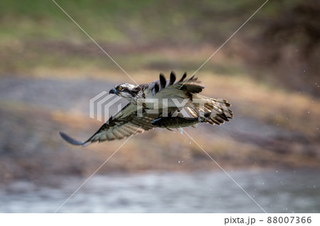 北海道の5月、ミサゴの春。 北海道の5月、ミサゴの春。 88007366