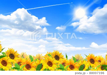 入道雲のある青空に飛行機雲ー太陽の下美しいひまわりが咲くひまわり畑の初夏フレーム背景素材のイラスト素材