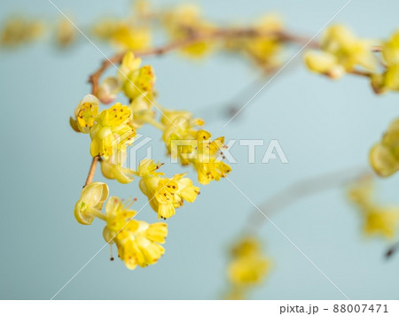 【花】黄色のトサミズキ 土佐水木 【花】黄色のトサミズキ 土佐水木 88007471