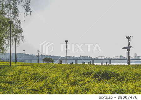 動作大橋 ソウル 菜の花 88007476