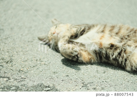 猫 生物 動物 88007543