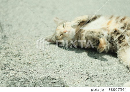 猫 生物 動物 88007544