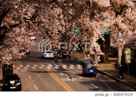 春 景色 風景 88007629