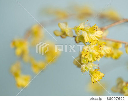 【花】黄色のトサミズキ　土佐水木 88007692