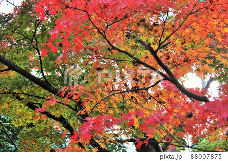 紅葉狩り　　　　　⁺☆＊☆*☆三色紅葉☆*☆＊☆⁺ 88007875