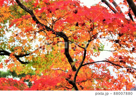 紅葉狩り ⁺☆*☆*☆三色紅葉☆*☆*☆⁺ 紅葉狩り ⁺☆*☆*☆三色紅葉☆*☆*☆⁺ 88007880