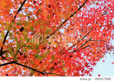 紅葉狩り ⁺☆*☆*☆三色紅葉☆*☆*☆⁺ 紅葉狩り ⁺☆*☆*☆三色紅葉☆*☆*☆⁺ 88007886