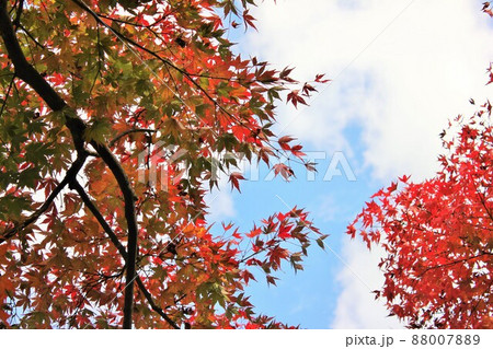 紅葉狩り ⁺☆*☆*☆三色紅葉☆*☆*☆⁺ 紅葉狩り ⁺☆*☆*☆三色紅葉☆*☆*☆⁺ 88007889