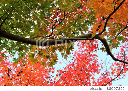 紅葉狩り ⁺☆*☆*☆三色紅葉☆*☆*☆⁺ 紅葉狩り ⁺☆*☆*☆三色紅葉☆*☆*☆⁺ 88007892