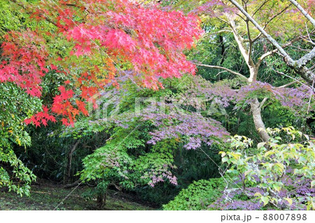 紅葉狩り ⁺☆*☆*☆三色紅葉☆*☆*☆⁺ 紅葉狩り ⁺☆*☆*☆三色紅葉☆*☆*☆⁺ 88007898