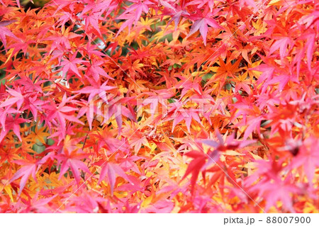 紅葉狩り ⁺☆*☆*☆三色紅葉☆*☆*☆⁺ 紅葉狩り ⁺☆*☆*☆三色紅葉☆*☆*☆⁺ 88007900