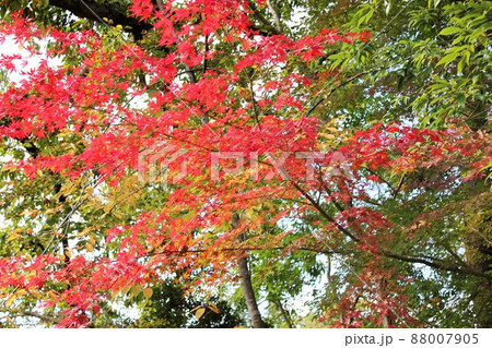 紅葉狩り ⁺☆*☆*☆三色紅葉☆*☆*☆⁺ 紅葉狩り ⁺☆*☆*☆三色紅葉☆*☆*☆⁺ 88007905