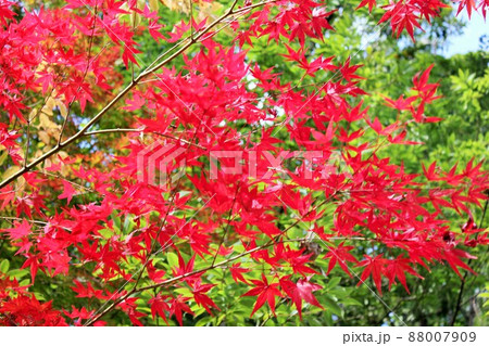 紅葉狩り ⁺☆*☆*☆三色紅葉☆*☆*☆⁺ 紅葉狩り ⁺☆*☆*☆三色紅葉☆*☆*☆⁺ 88007909