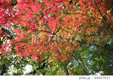 紅葉狩り　　　　　⁺☆＊☆*☆三色紅葉☆*☆＊☆⁺ 88007915