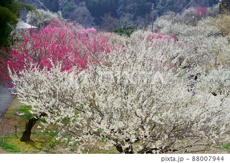 月ヶ瀬・満開の梅林公園 月ヶ瀬・満開の梅林公園 88007944