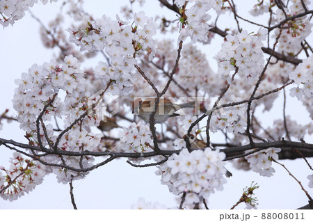 満開の桜に呼び寄せられて、スズメ達は花見に酔う私達を見下すようにサクラの枝で 満開の桜に呼び寄せられて、スズメ達は花見に酔う私達を見下すようにサクラの枝で 88008011