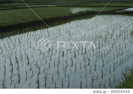 田植え後の水田の様子 18 88008448