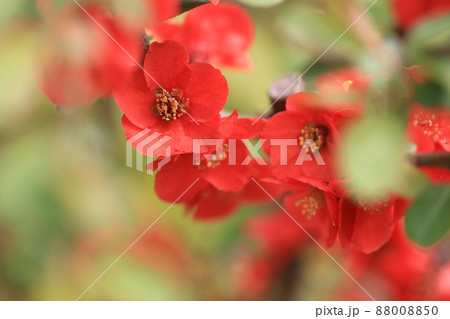 木瓜の花(緋のさきがけ) 88008850